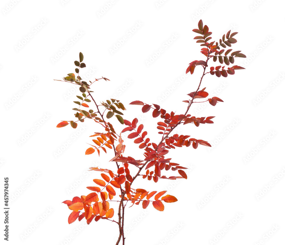 Two branches with colorful autumn leaves (Rose) isolated on white background. Selective focus