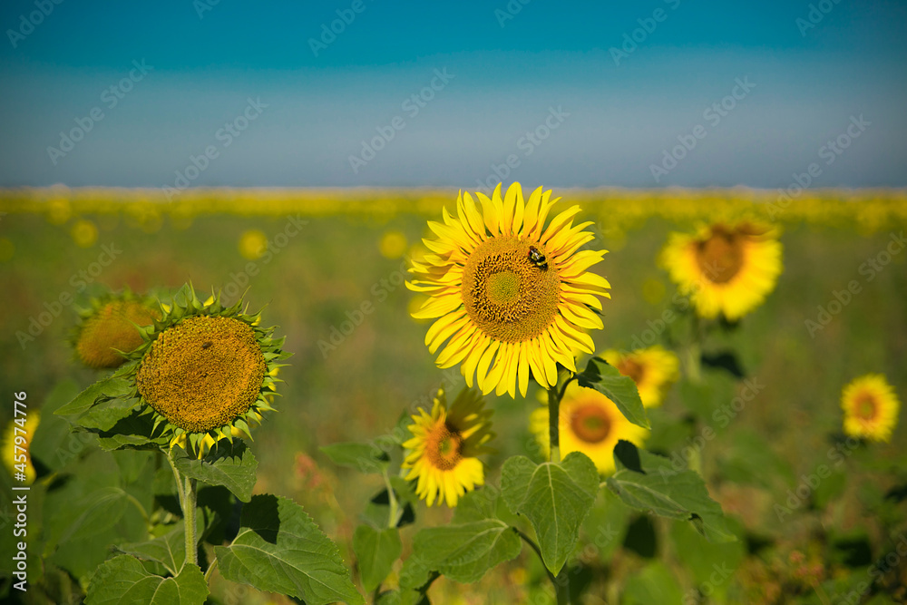 Fototapeta premium field of sunflowers