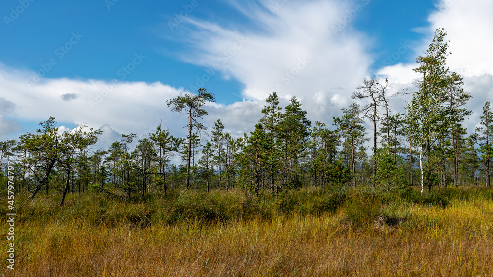 view of the bog in autumn, beautiful bog vegetation, traditional pines, grass, moss and lichens in autumn colors, autumn time in nature, Palsu bog, Jumgurd parish, Erglu region, Latvia