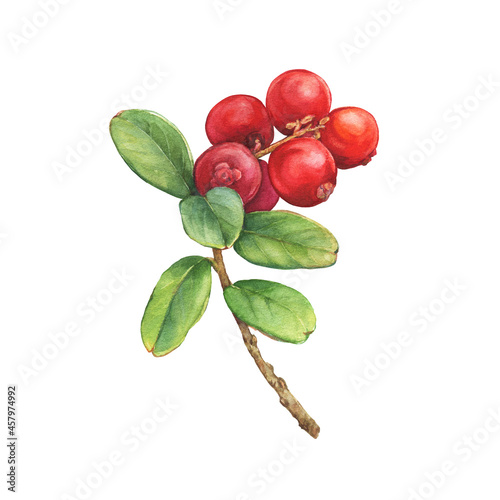 Closeup of a Cowberry branch with green leaves and red berries (Vaccinium vitis-idaea, lingonberry, mountain cranberry). Watercolor hand drawn painting illustration isolated on white background. photo