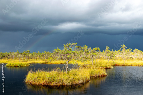 Dramatic clouds on the horizon, beautiful bog landscape before the storm, traditional swamp vegetation in autumn, sun-lit mire landscape, Palsu swamp, Jumurda parish, Erglu district, Latvia