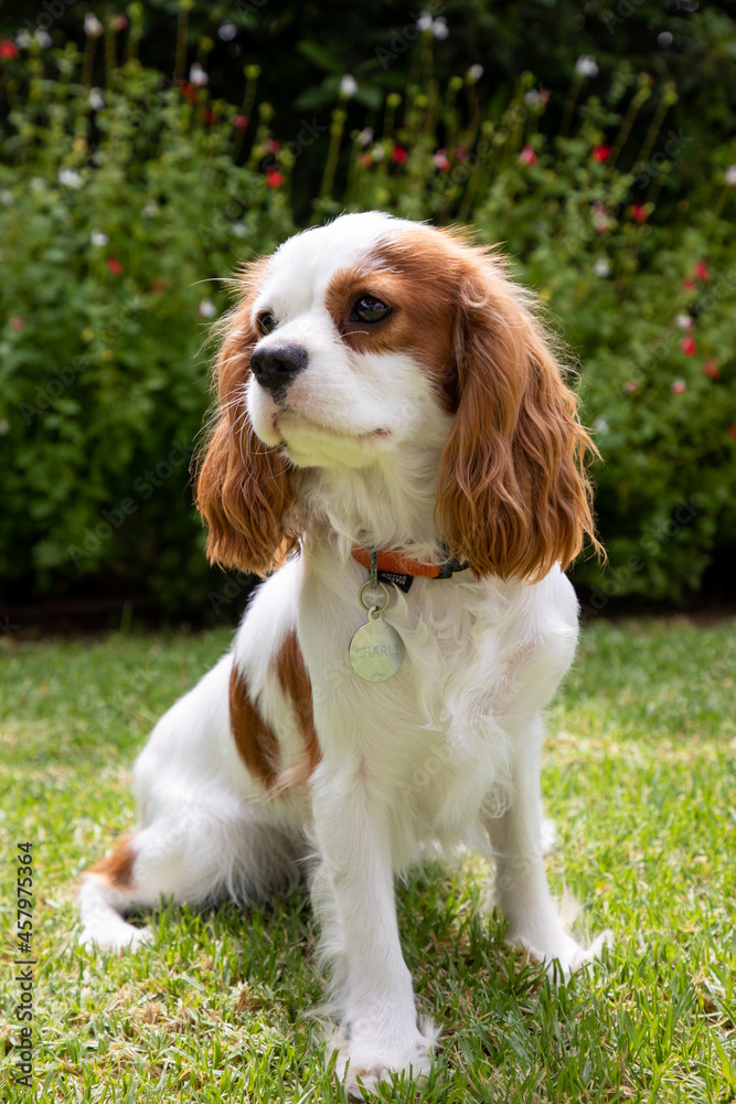 Dog Cavalier King Charles portrait outdoors with daylight