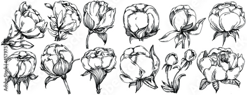 Peony flower. Floral botanical flower. Isolated illustration element. Vector hand drawing wildflower for background, texture, wrapper pattern, frame or border.