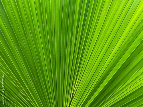 Geometric lines on a green palm leaf.