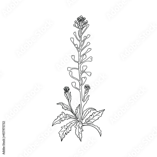Monochrome plant (Capsella bursa pastoris). Can be used for postcards, invitations, advertising, web, textile and other.