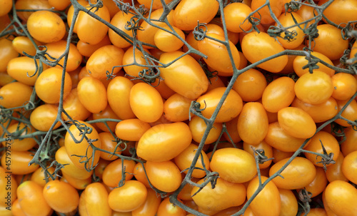 Yellow plum tomatoes freshly picked at the end of summer. Background and texture. photo