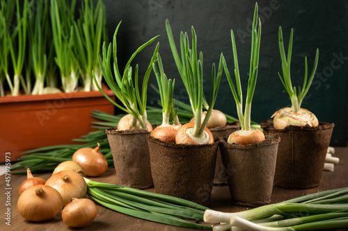 Tableau sur toile a fresh crop of young green onions in the process of growing in pots with fresh