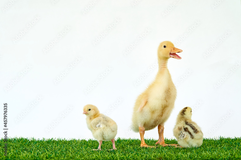 A yellow duck and two chickens. Easter with pets. Homemade chicken for the farm. Domestic and wild birds. Little friends. Natural products. High quality photo
