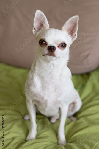 cute chihuahua sitting at home on the couch