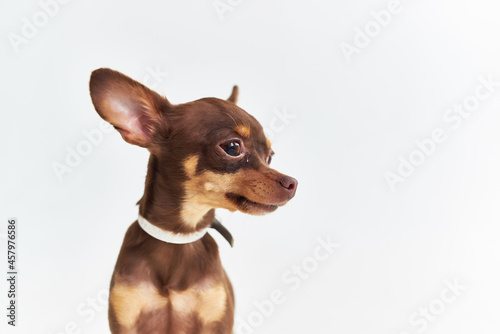 a small dog pet puppy grooming Studio © SHOTPRIME STUDIO
