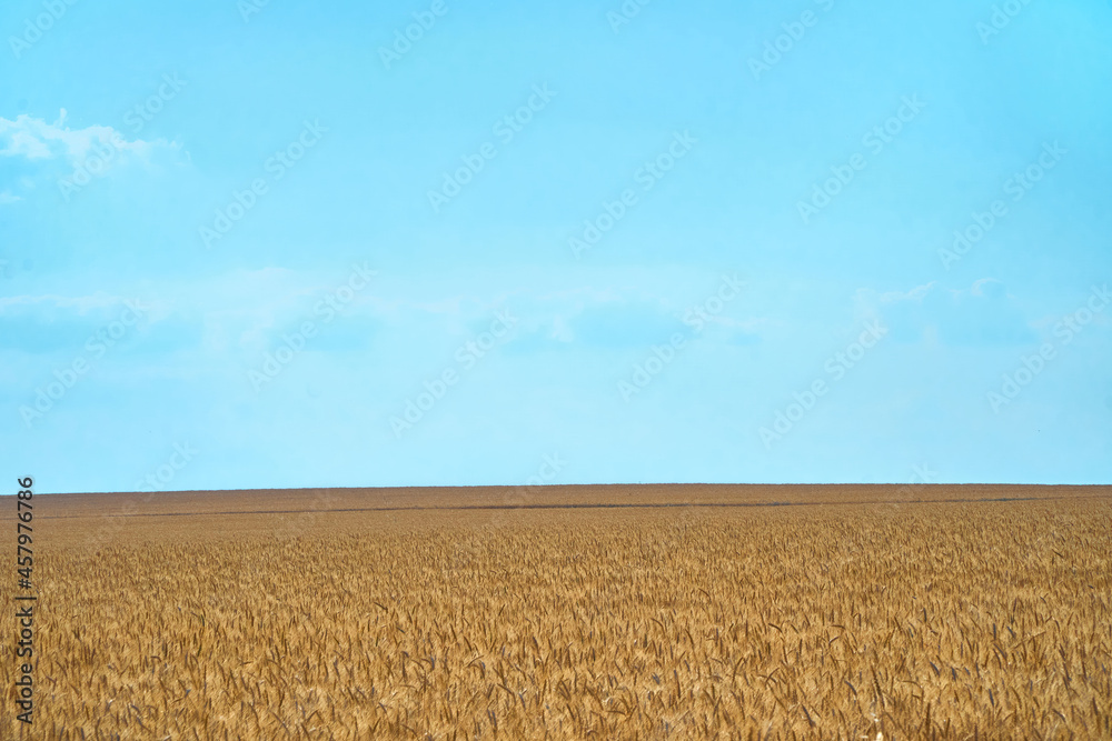 wheat field on blue sky. Dry grain harvest before harvest. Agriculture. Fit and quality. backdrop of ripening ears of yellow wheat field. Copy space on horizon in rural meadow. Close up nature rich.