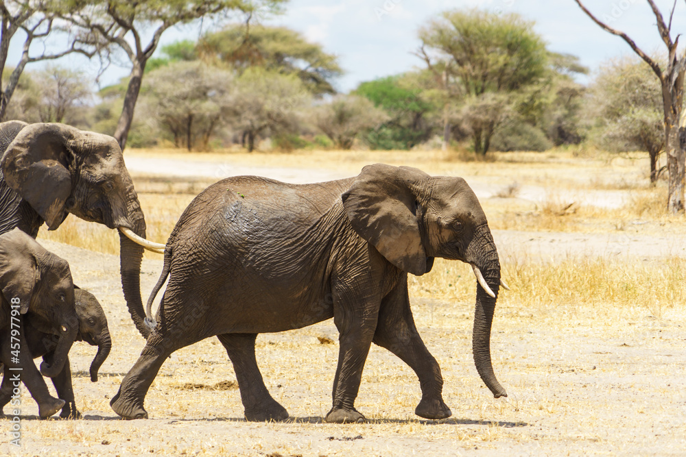 Obraz premium An elephant walking at the head of a herd of elephants (Tanzania, Tarangire National Park)