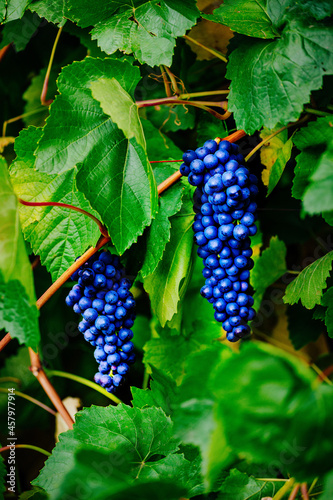 Bunches of black grapes hang on a shrub with green foliage. Natural product for the manufacture of wine. Background.