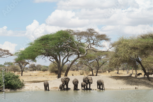 A herd of elephants drinking water under the beautiful blue sky of Tarangire National Park in Tanzania