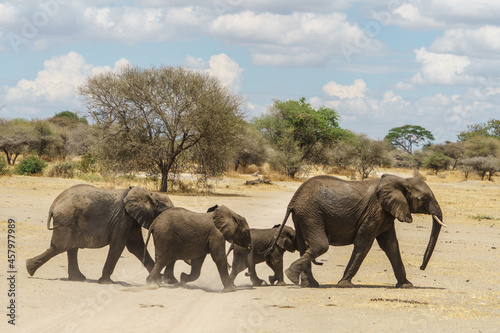 Elephant family walking to protect children  Tanzania  Tarangire National Park 