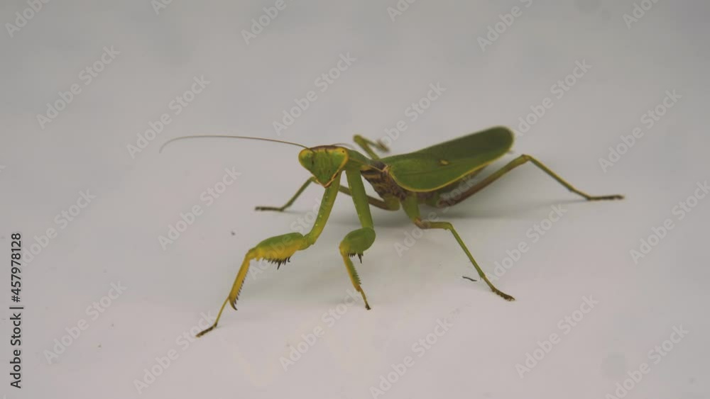 A green mantis crawls slowly across a white surface. The insect's eyes look into the camera. Concept of insects in the wild A green mantis crawls slowly across a white surface. The insect's eyes look into the camera. Concept of insects in the wild