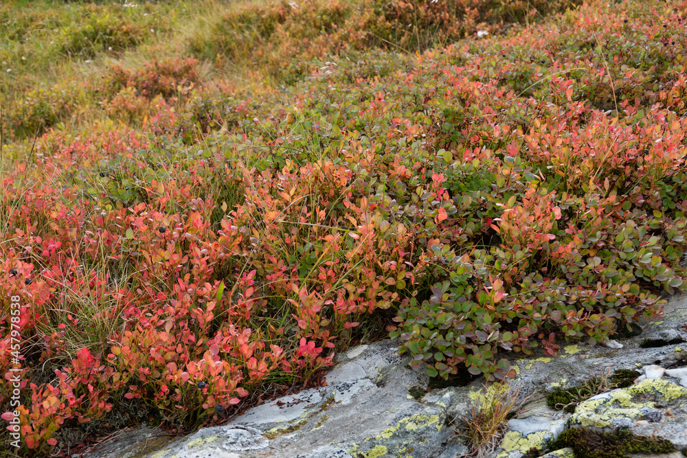 Blueberry in fall colors, blue berries and red-brown leaves Blueberry in fall colors, blue berries and red-brown leaves