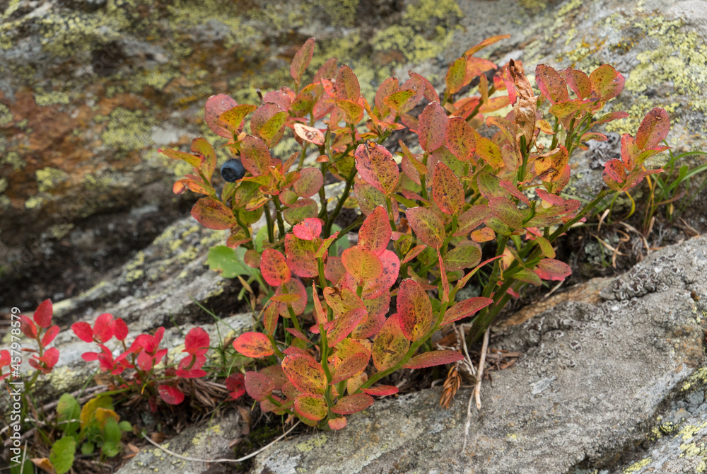 Blueberry in fall colors, blue berries and red-brown leaves Blueberry in fall colors, blue berries and red-brown leaves
