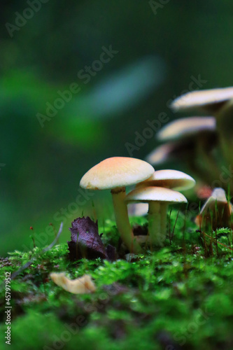 Small mushrooms on a stump