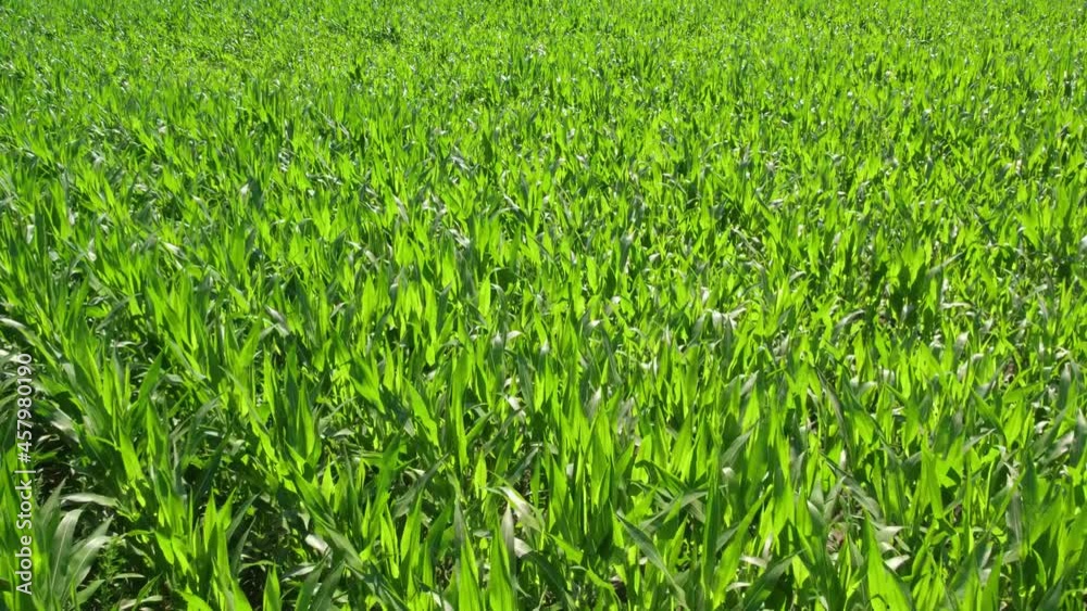 Low altitude aerial over green corn field showing large leafs maize has become staple food in many parts of world with total production surpassing that of wheat or rice 4k high quality resolution Low altitude aerial over green corn field showing large leafs maize has become staple food in many parts of world with total production surpassing that of wheat or rice 4k high quality resolution