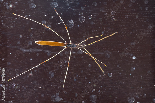 Stick insect on dark background close up, Phasmida, Diapheromeridae photo