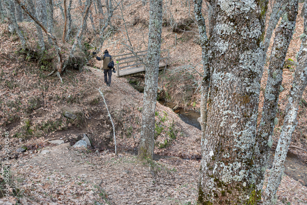 Forest background with autumn forest trees and person walking in autumn Forest background with autumn forest trees and person walking in autumn