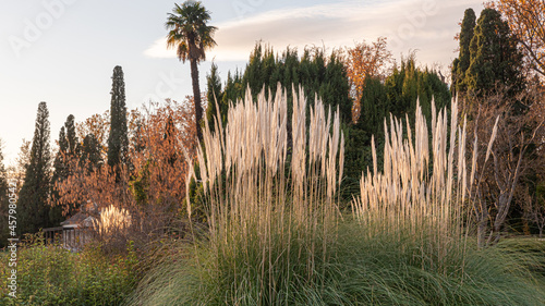 White feathery plant, Cortaderia Selloana or Pampas grass