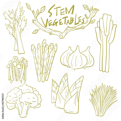 茎野菜　アイコン　手描き線画　素材