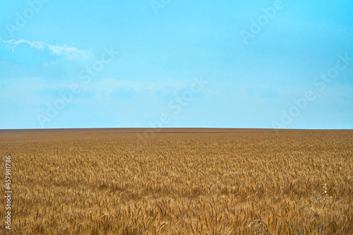 wheat field on blue sky. Dry grain harvest before harvest. Agriculture. Fit and quality. backdrop of ripening ears of yellow wheat field. Copy space on horizon in rural meadow. Close up nature rich.