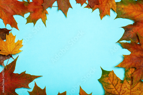 Autumn leaves isolate background. Red and yellow maple leaves in autumn on a blank blue background.