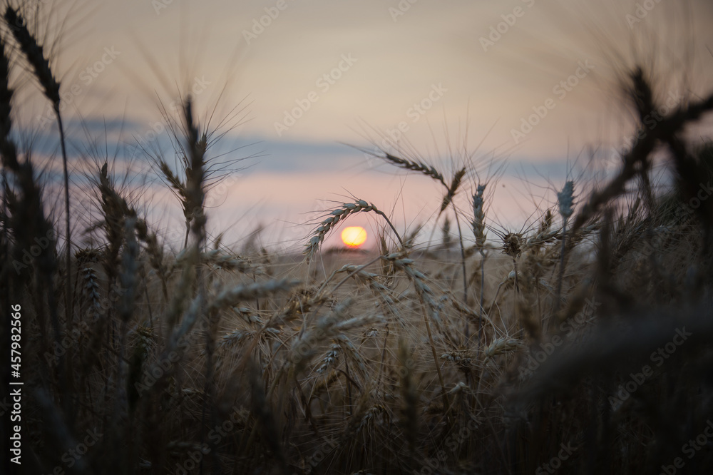Fototapeta premium sunset in the grass