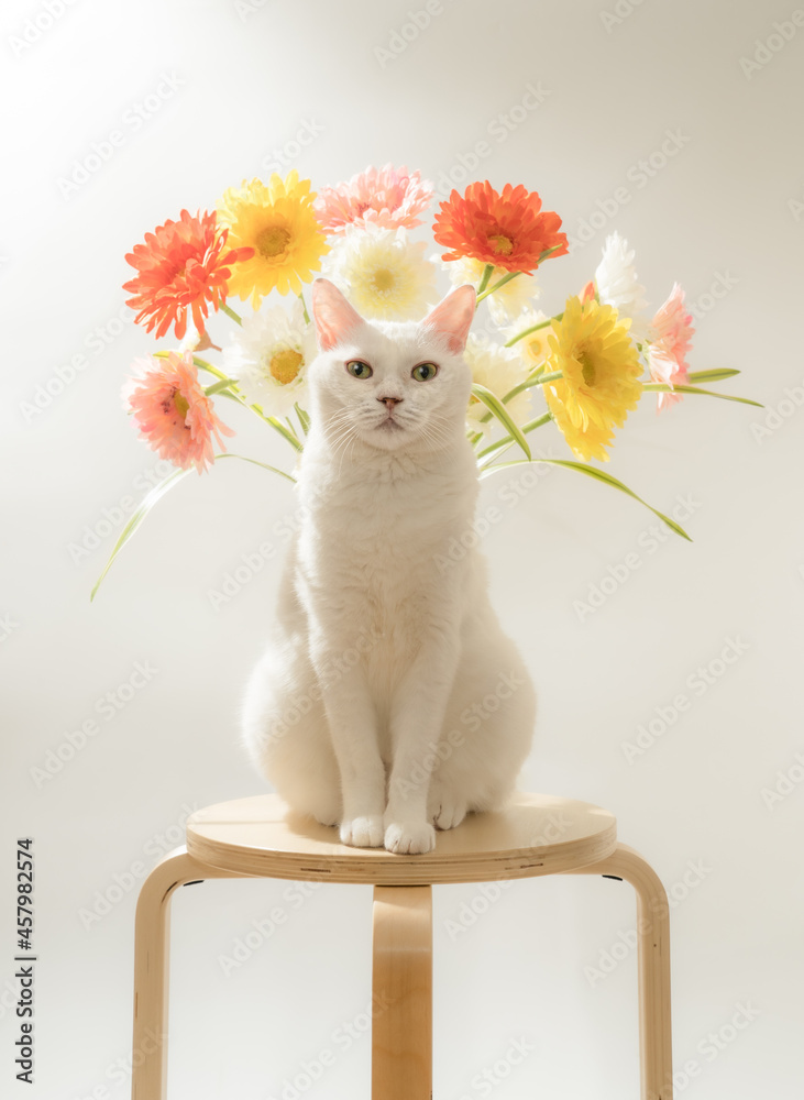 白猫と花デイジー白背景stock Photo Adobe Stock