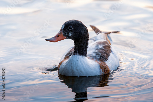 Shelducks on the water. Close-up photo of a young common shelduck swim on the water in light. Duck. Ornithology