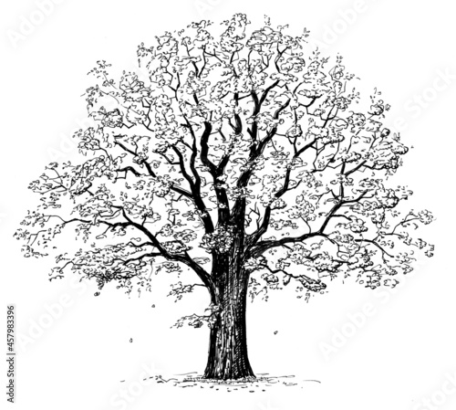 Oak tree drawing
