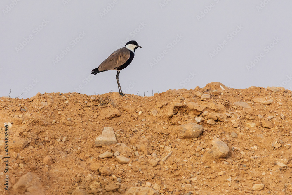 Spur-winged lapwing on the ground Spur-winged lapwing on the ground