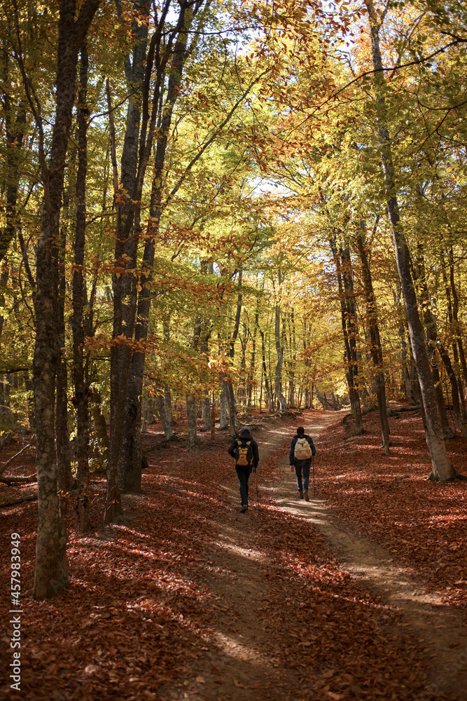 Men walk into the magical sunny forest landscape with colorful autumn season leaves.