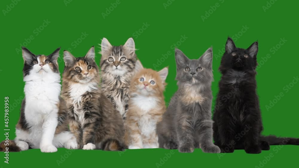 group of cats on a green screen