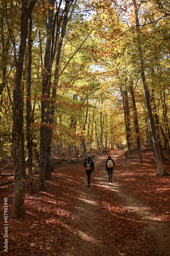 Fototapeta Naklejka Na Ścianę i Meble -  Men walk into the magical sunny forest landscape with colorful autumn season leaves.