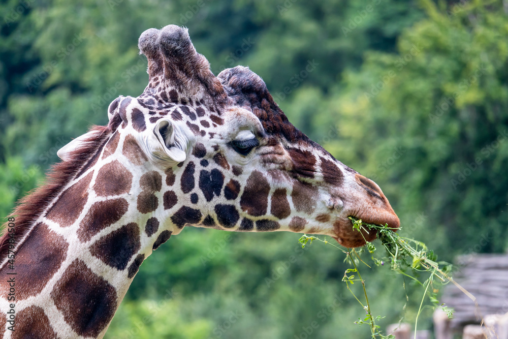 giraffe eating grass - giraffe head, green trees in the background giraffe eating grass - giraffe head, green trees in the background