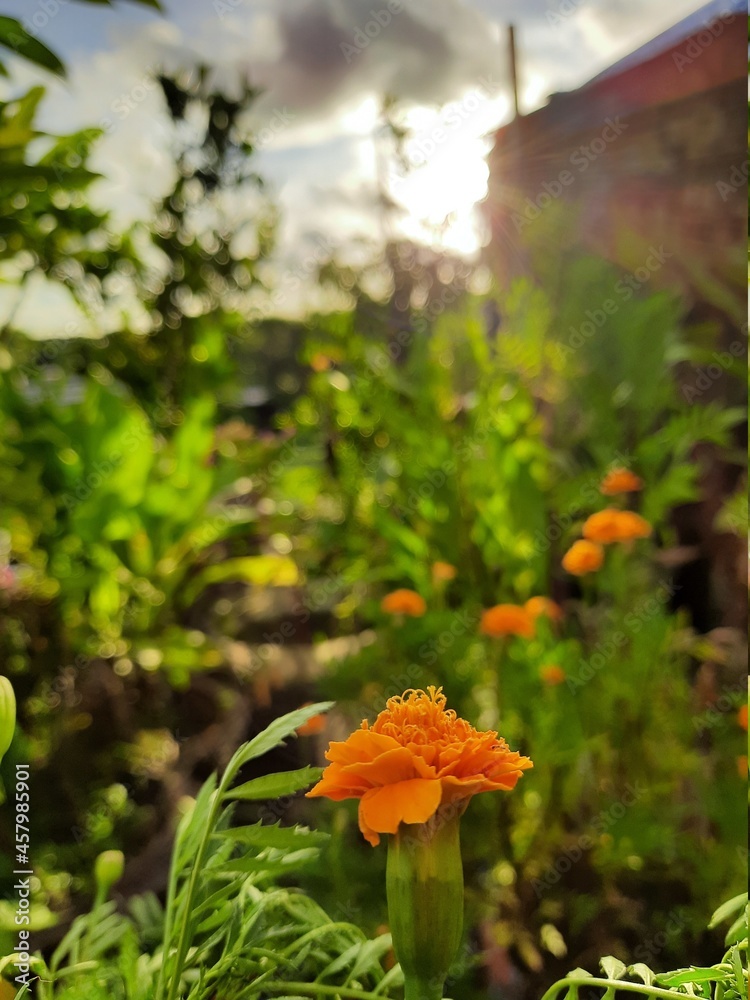 orange flowers in the garden orange flowers in the garden