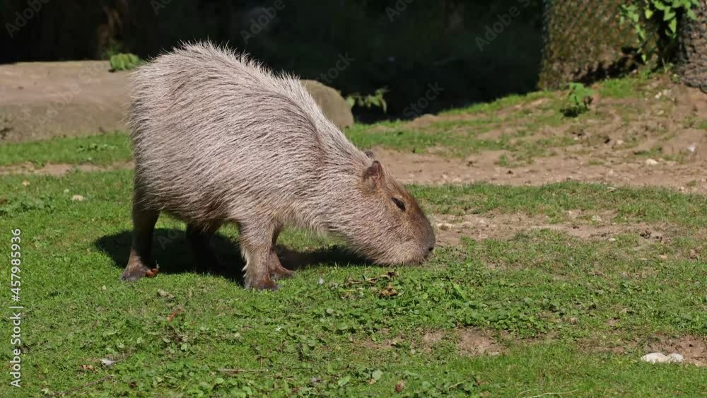 The capybara, Hydrochoerus hydrochaeris is the largest extant rodent in the world. Its closest relatives are agouti, chinchillas, coyphillas, and guinea pigs. Native to South America. The capybara, Hydrochoerus hydrochaeris is the largest extant rodent in the world. Its closest relatives are agouti, chinchillas, coyphillas, and guinea pigs. Native to South America.