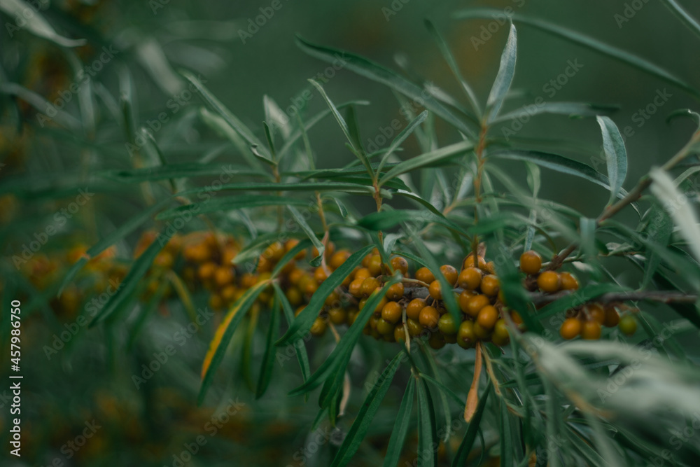 Fototapeta premium plant, berry, nature, orange, branch, tree, berries, buckthorn, sea-buckthorn, fruit, leaves, leaf, bush, food, rowan, autumn, flower, summer, garden, sea, yellow, ripe, medicine, flora, season