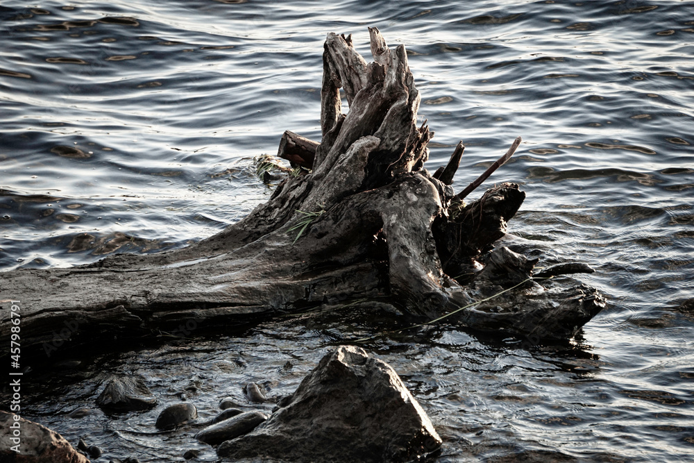 Driftwood in Columbia river in Washington state Driftwood in Columbia river in Washington state