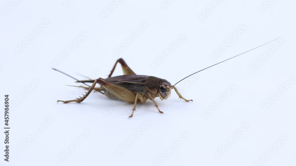 Brachytrupes portentosus, cricket bug isolated on a white background