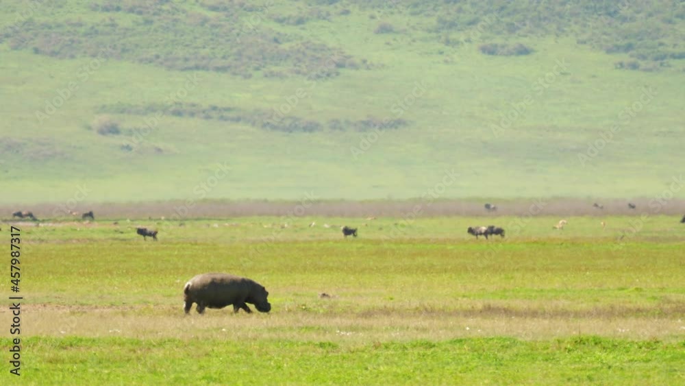 Hippopotamus walks through green meadow of the Ngorongoro volcano crater. Wildlife at safari park with african animals. Tanzanian scientific expedition, filmed on cinema equipment 10 bit 6K downscale. Hippopotamus walks through green meadow of the Ngorongoro volcano crater. Wildlife at safari park with african animals. Tanzanian scientific expedition, filmed on cinema equipment 10 bit 6K downscale.