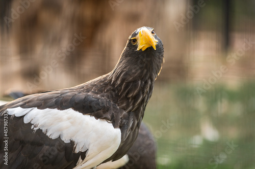 front portrait of a steller's sea eagle, haliaeetus pelagicus, in captivity