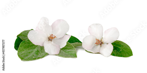 Quince flowers isolated on a white background © Alexander