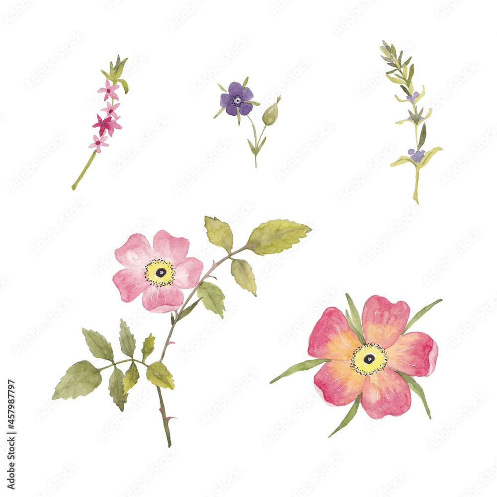 Paint set of watercolor rose flowers and leave on background. Paint watercolor texture. Botanical art. Use for design invitations, birthdays, weddings Paint set of watercolor rose flowers and leave on background. Paint watercolor texture. Botanical art. Use for design invitations, birthdays, weddings