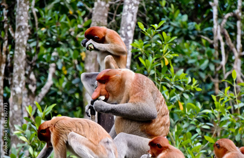 Fototapeta Naklejka Na Ścianę i Meble -  group of proboscis monkeys, long nosed monkeys enjoying their breakfast