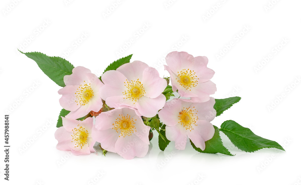 Wild rose flowers isolated on a white background, top view
